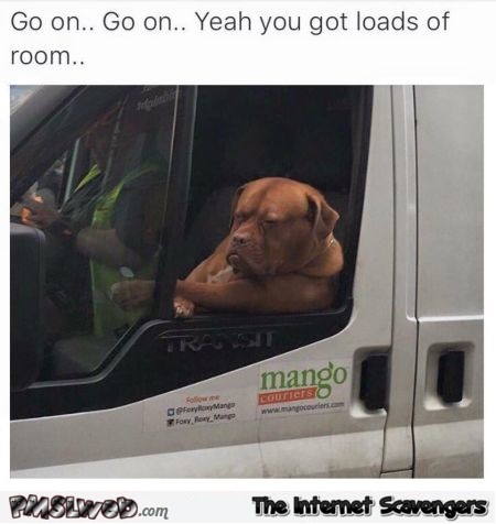 Funny truck driving dog @PMSLweb.com
