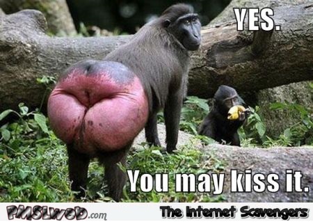 You may kiss it funny meme @PMSLweb.com