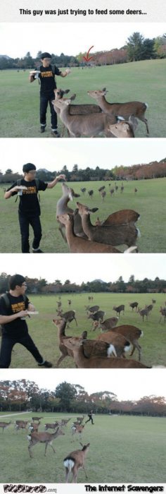 Be careful when trying to feed reindeers humor