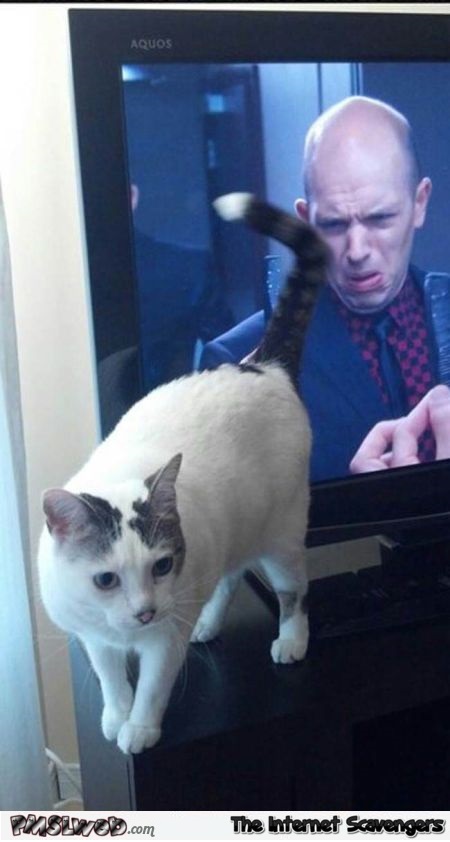 Look at my butt cat humor @PMSLweb.com