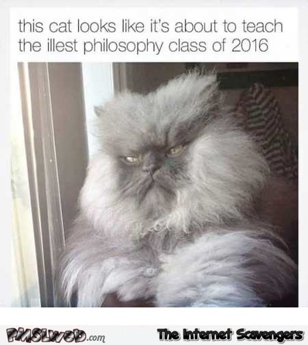 Funny philosophy teacher cat � Wednesday craze @PMSLweb.com