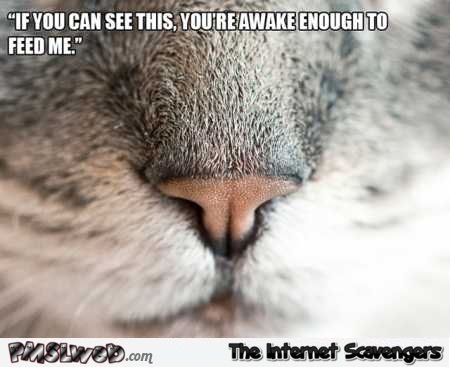 You’re awake enough to feed me cat meme @PMSLweb.com