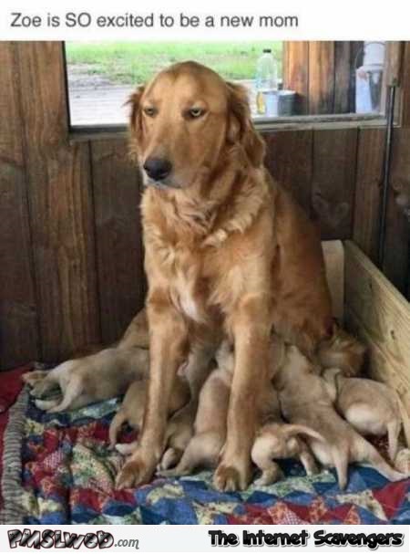 Dog is excited to be a new mom humor @PMSLweb.com
