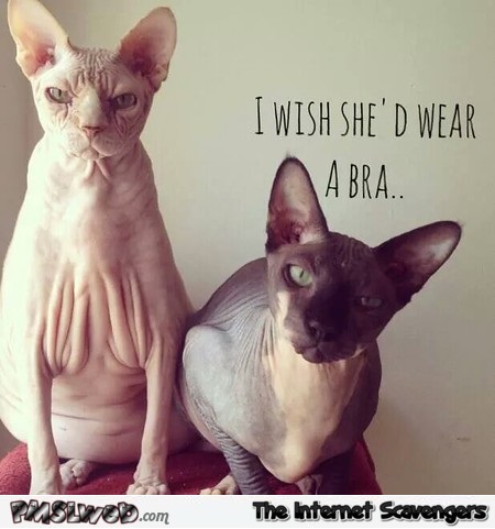 I wish she’s wear a bra cat humor – Hump day drollness @PMSLweb.com