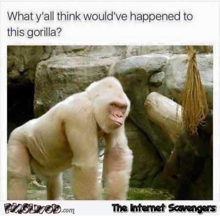 White gorilla humor @PMSLweb.com