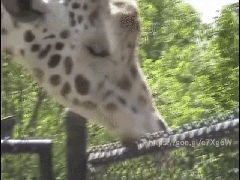 Giraffe giving pole blowjob humor @PMSLweb.com