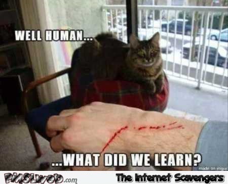 What did we learn human funny cat meme @PMSLweb.com