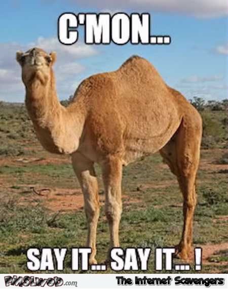 Come on say it Hump day meme – Funny viral pictures @PMSLweb.com