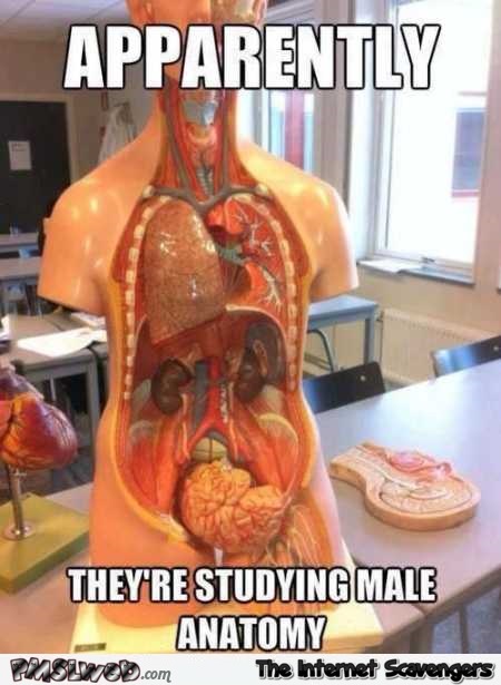 Studying male anatomy funny meme @PMSLweb.com