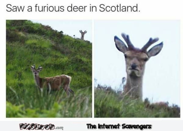 Saw a furious deer humor – Monday YLYL pictures @PMSLweb.com