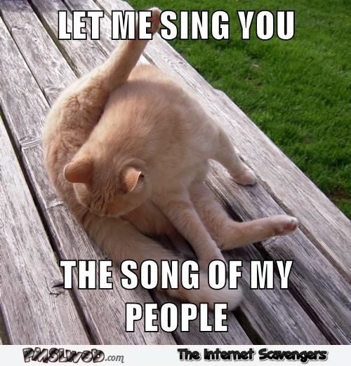 Let me sing you the song of my people cat meme  - Funny Internet shit @PMSLweb.com