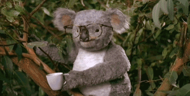 Funny Koala punching gif @PMSLweb.com