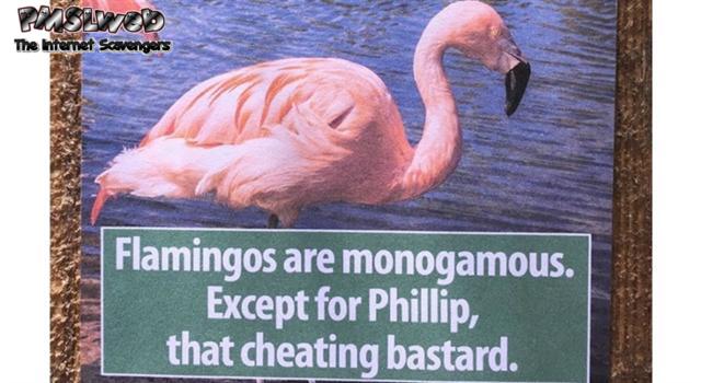 Flamingos are monogamous humor – Monday YLYL pictures @PMSLweb.com