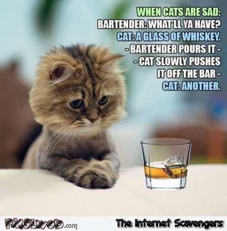 When cats are sad funny meme @PMSLweb.com