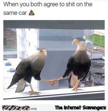 Birds agree to shit on the same car dank meme @PMSLweb.com