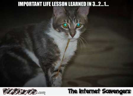 Lesson learned funny cat meme @PMSLweb.com