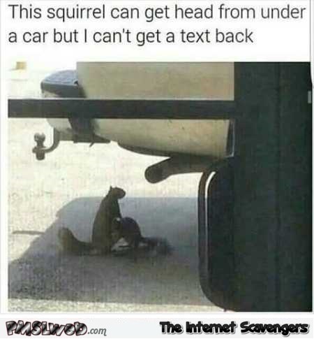 This squirrel gets head funny meme