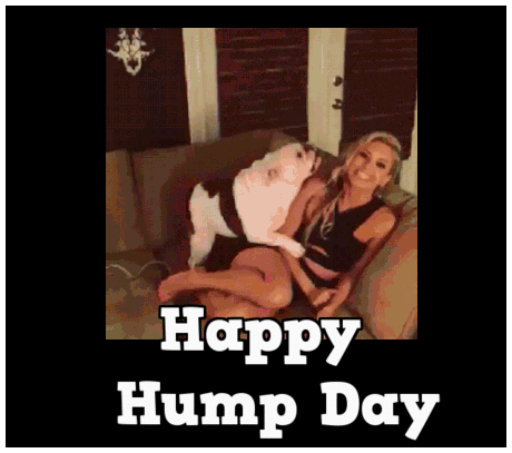 Funny Hump Day gif – Funny Hump day YLYL @PMSLweb.com