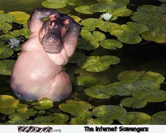 Funny sexy hippo photoshop – Hilarious weekend picture dump @PMSLweb.com