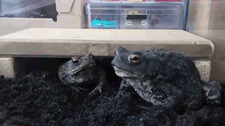 Funny toads gif – Silly Tuesday pictures @PMSLweb.com