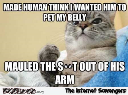 Made human think I wanted him to pet my belly cat meme @PMSLweb.com