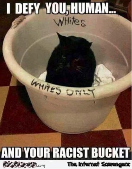 Defying your racist human funny cat meme @PMSLweb.com