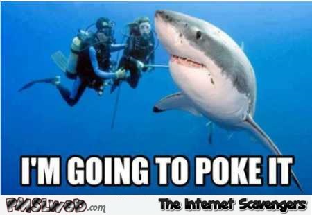 Let me poke the shark funny meme @PMSLweb.com