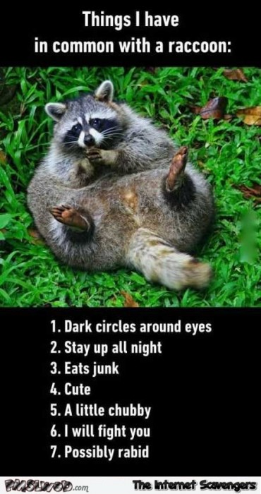 Things I have in common with a raccoon humor