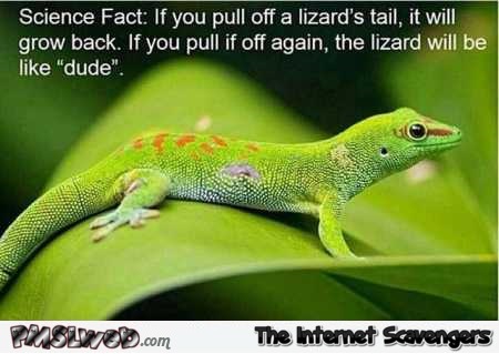 Funny lizard tail fact – Sunday PMSL collection @PMSLweb.com