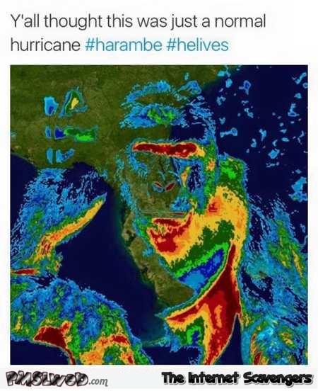 Funny harambe hurricane @PMSLweb.com