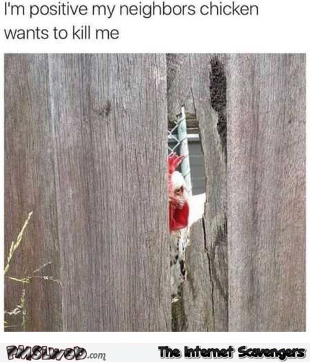 My neighbor’s chicken wants to kill me funny meme