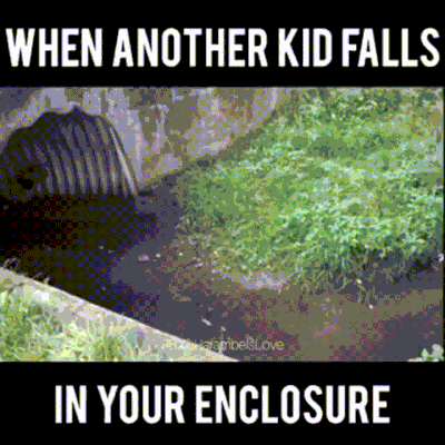 When another kid falls into your enclosure funny gif @PMSLweb.com
