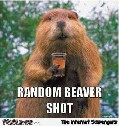 Random beaver shot funny meme @PMSLweb.com