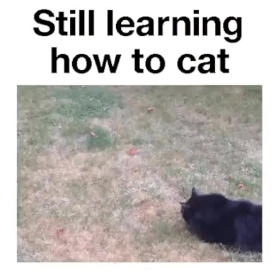 Still learning how to cat funny gif @PMSLweb.com