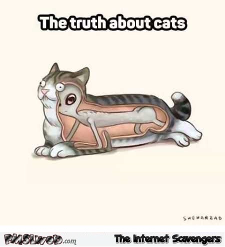 Truth about cats humor – LMFAO pictures @PMSLweb.com