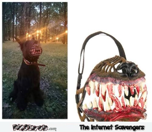 Funny scary dog muzzle @PMSLweb.com