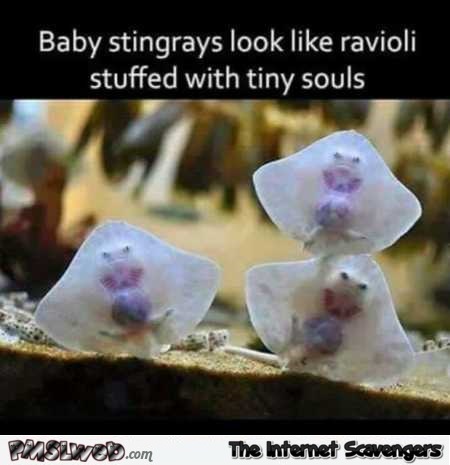 Funny baby stingray meme – Funny Hump day memes @PMSLweb.com