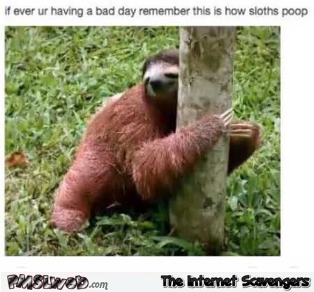 This is how sloths poop funny meme @PMSLweb.com