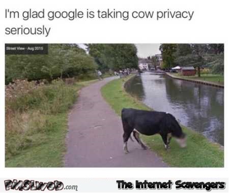 Google takes cow privacy seriously funny meme @PMSLweb.com