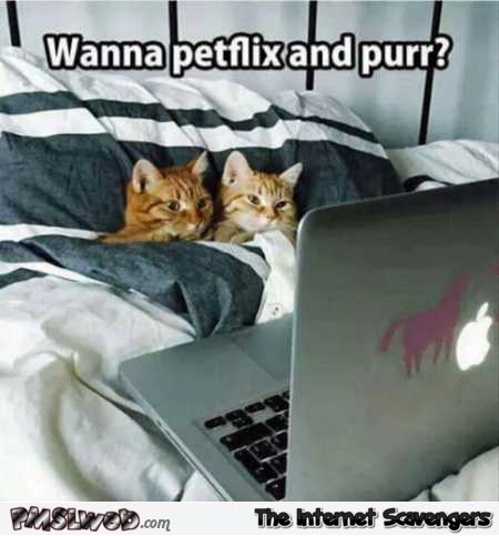 Netflix and chill funny cat meme @PMSLweb.com