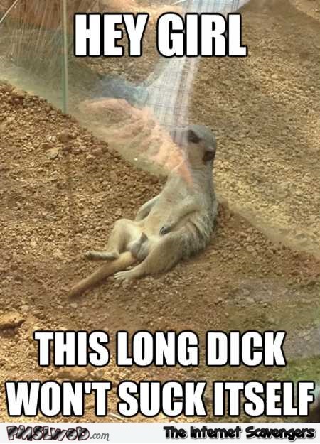 This dick won’t suck itself funny meerkat meme @PMSLweb.com