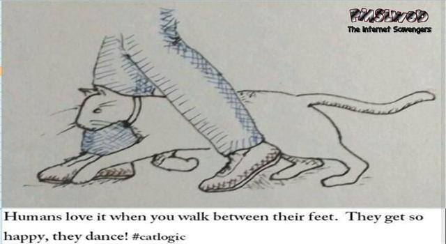 Humans love when you walk between their feet funny cat logic – Funny Hump day memes PMSLweb.com