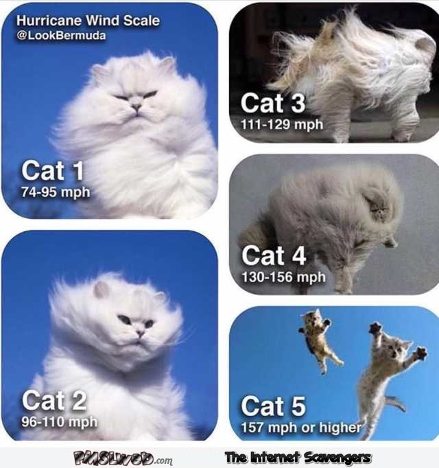 Hurricane wind scale using cats humor @PMSLweb.com