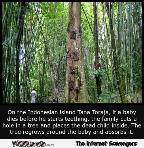 Interesting Indonesian island tradition when baby dies @PMSLweb.com