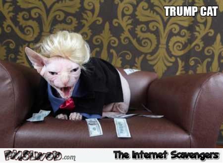 Trump cat funny meme – Funny Sunday picture dump @PMSLweb.com