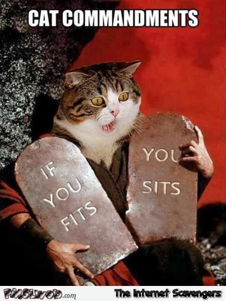 Funny cat commandments meme – Sunday LMAO pictures @PMSLweb.com