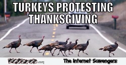 Turkeys protesting Thanksgiving funny meme @PMSLweb.com