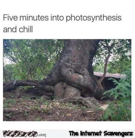 Five minutes into photosynthesis and chill funny meme @PMSLweb.com