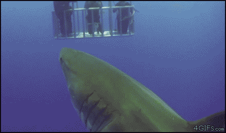 Farting shark funny gif @PMSLweb.com