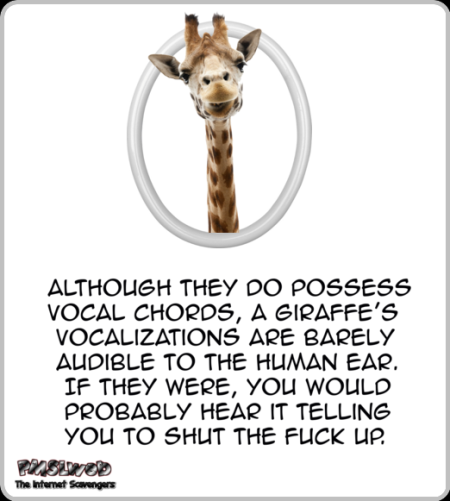 Funny sarcastic giraffe fact @PMSLweb.com